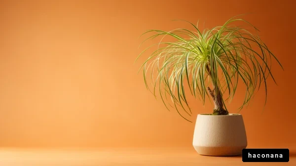 オレンジ背景の観葉植物