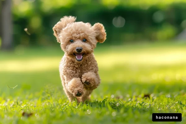 芝生を駆ける犬