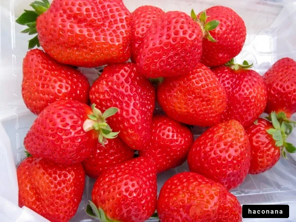 新鮮な苺の盛り合わせ