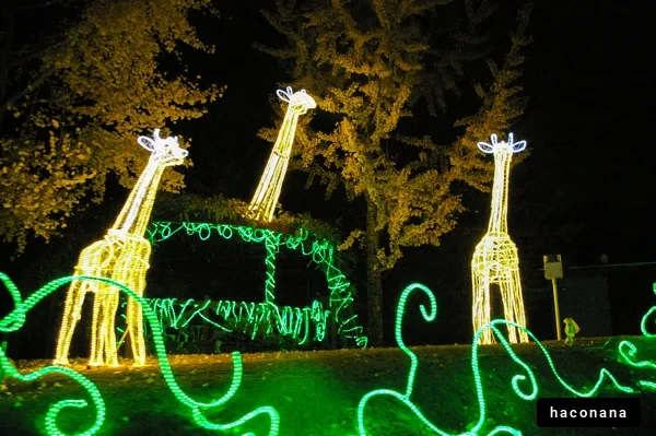 夜のキリンのイルミネーション