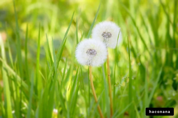草原の綿毛のダンデライオン