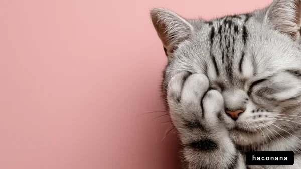 可愛い猫の表情