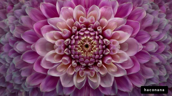 美しい花のクローズアップ