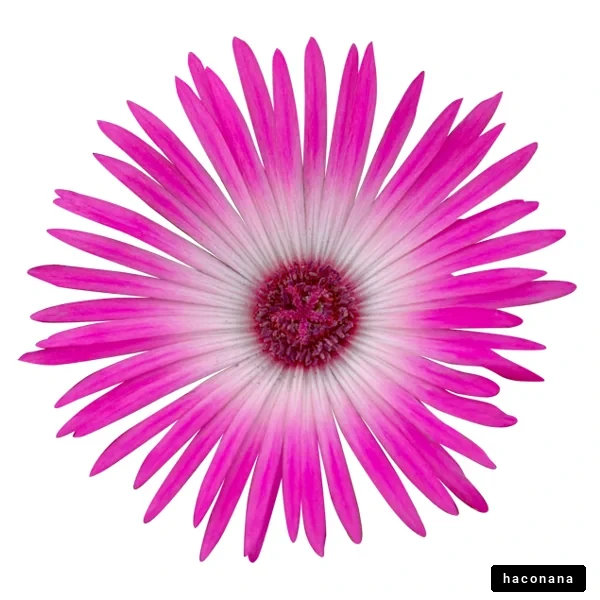 鮮やかな花の美しさ