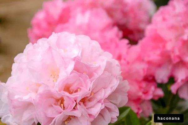 華やかなピンクの花々