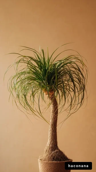 インテリアに映える観葉植物