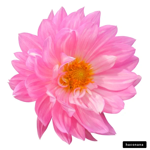 鮮やかなピンクの花