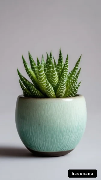 美しい多肉植物の鉢