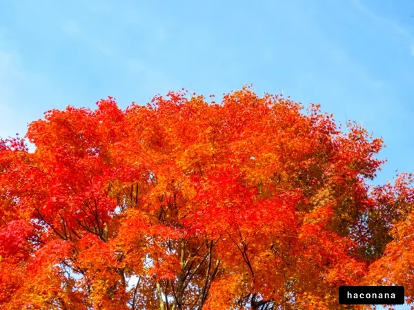 秋の紅葉と青空