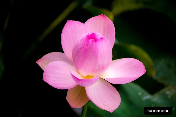 美しいハスの花