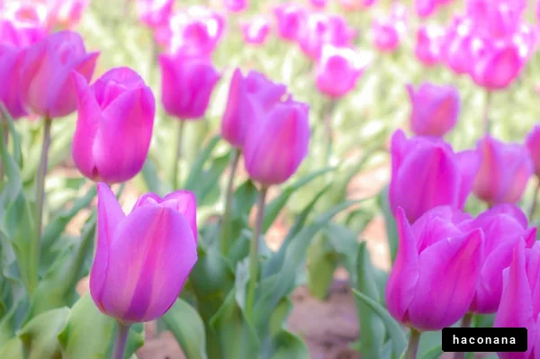 紫のチューリップ畑