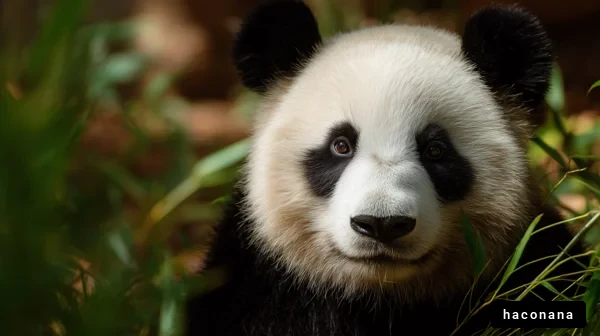 可愛いパンダのアップ写真