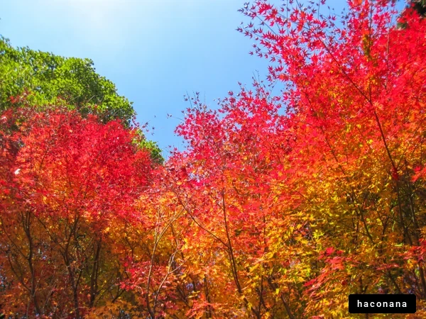 秋の紅葉の景色