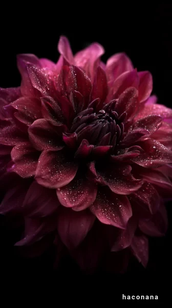 美しい紫色の花