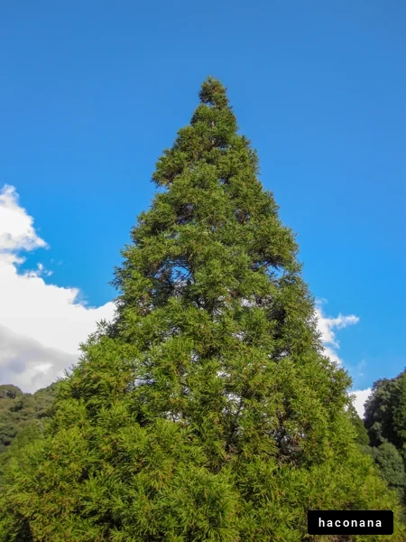 青空にそびえる木