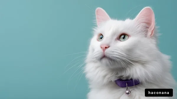 美しい白猫のポートレート