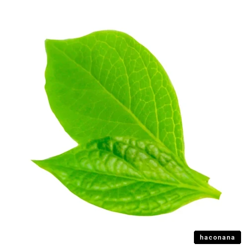 鮮やかな緑の葉