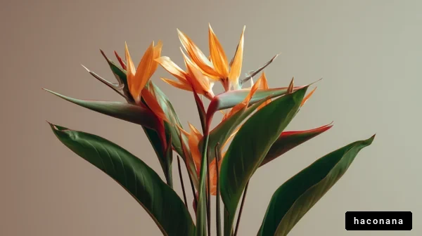 色鮮やかな植物の撮影