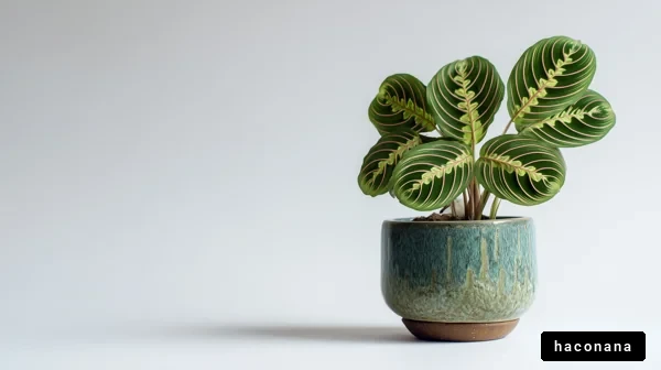 観葉植物とシンプルな背景