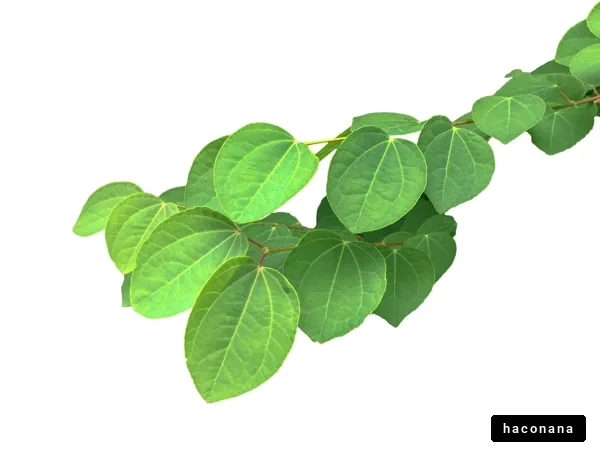 鮮やかな緑の葉