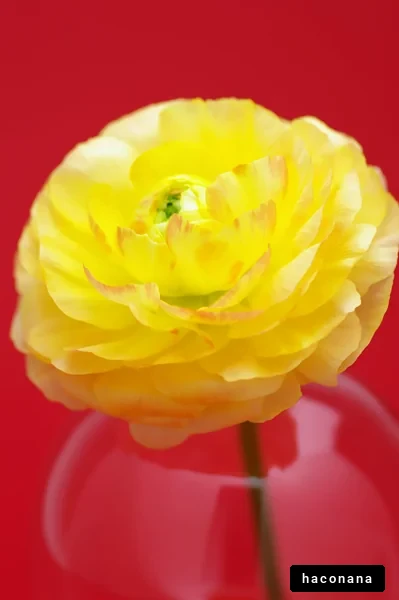 鮮やかな黄色の花