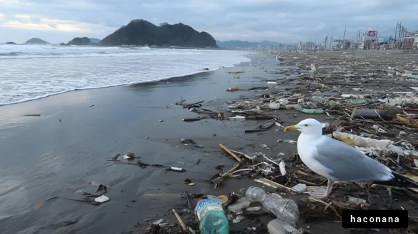 海辺のごみとカモメの風景