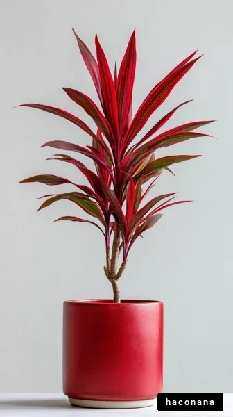 赤い葉の観葉植物