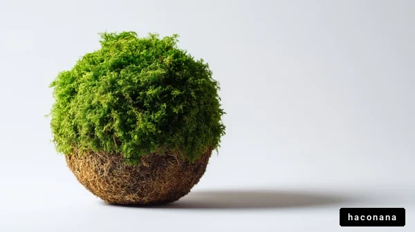 緑の苔ボールのアレンジ