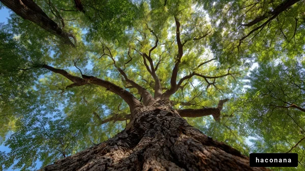 青々とした木々の景色