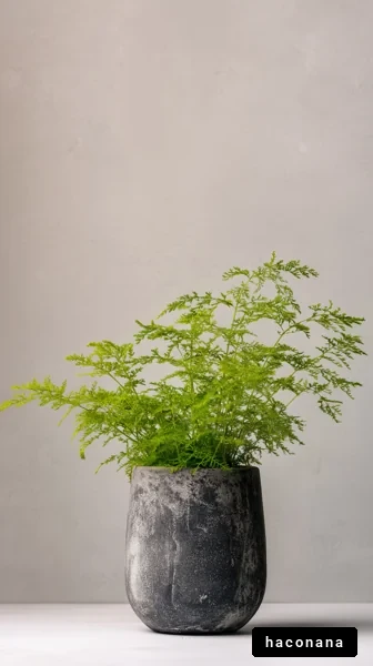 シンプルな観葉植物