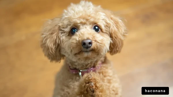 愛らしい犬のポーズ