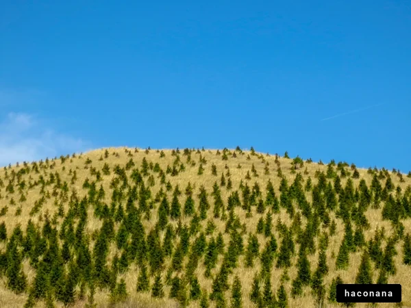 青空と緑の風景