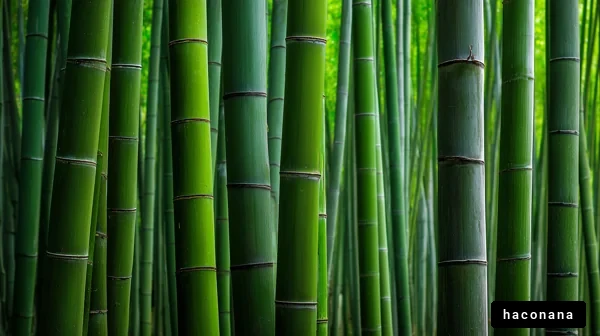 美しい竹林の風景