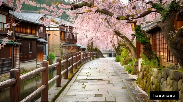 桜並木の風情ある道