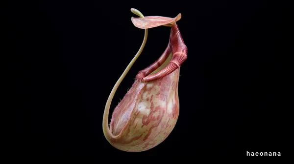 ユニークな植物の写真