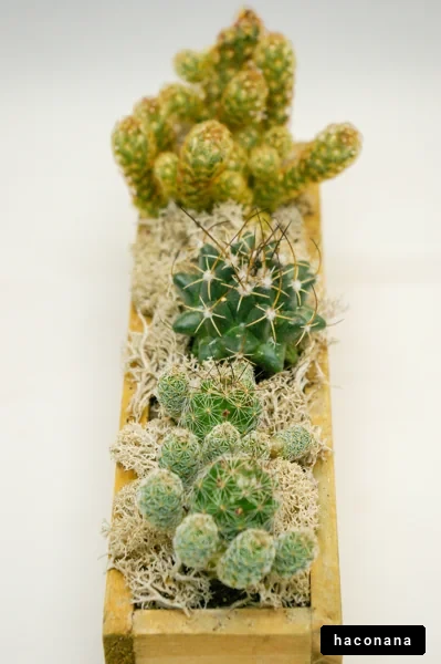 多肉植物のアレンジ