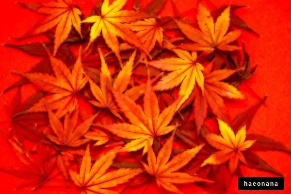 秋の紅葉の美しさ