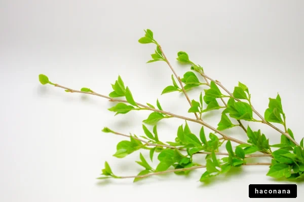 新緑の葉っぱと枝