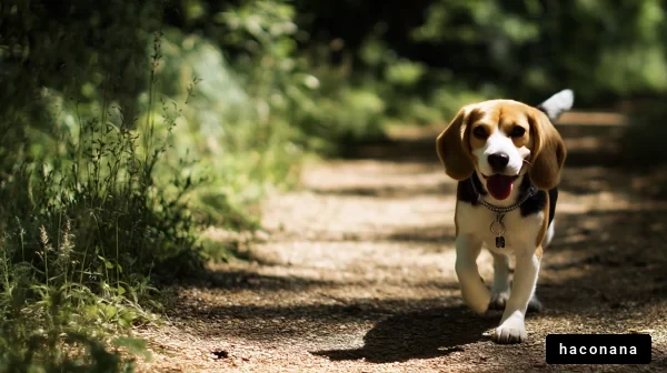 散策するビーグル犬