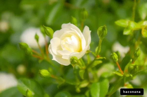 美しい白い花のつぼみ