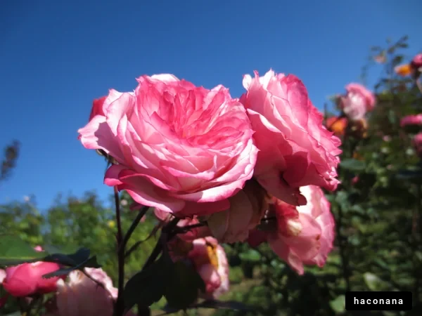 美しいピンクのバラ