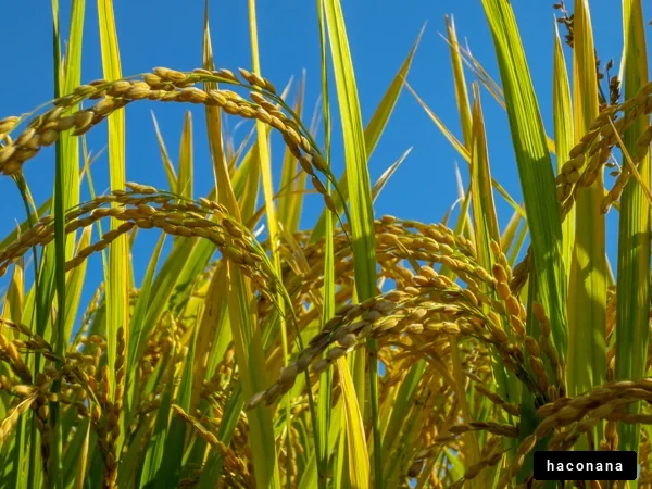 稲穂と青空の風景