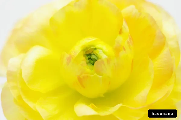 鮮やかな黄色の花