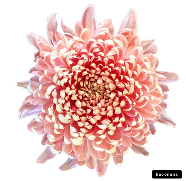 鮮やかな大輪の花