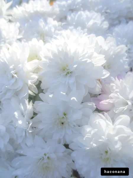 美しい白い花々