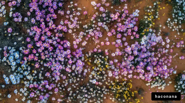 色とりどりの花畑