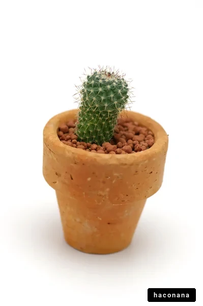 小さなサボテンの植木鉢