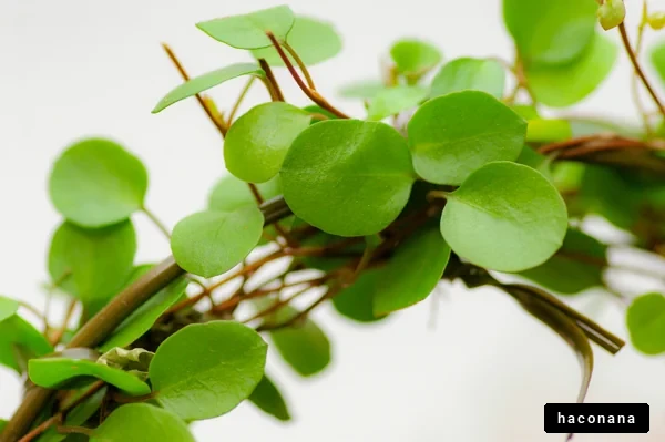 緑豊かな葉のクローズアップ