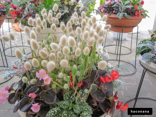 色とりどりの花々