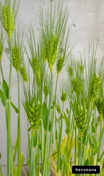 緑の穂を持つ小麦の成長